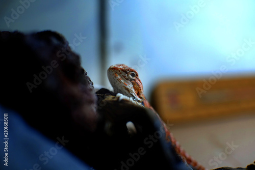 Bild auf Leinwand Closeup of Baby bearded agama dragon on hands taming at home, the morph is red h