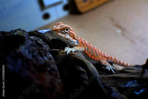 Foto Closeup of Baby bearded agama dragon on hands taming at home, the morph is red h