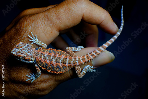 Foto Closeup of Baby bearded agama dragon on hands taming at home, the morph is red h