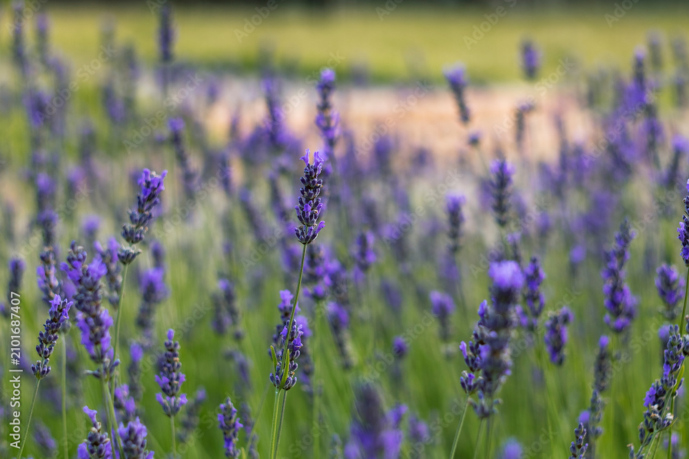 Obraz premium Delicate lavender flowers sway gently in the garden, surrounded by soft natural bokeh that enhances their vibrant purple color and tranquil appearance.