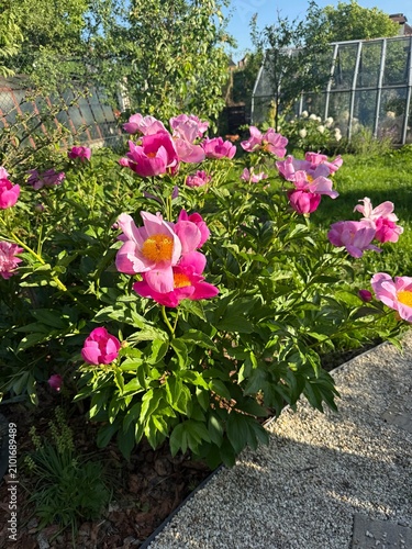 Beautiful pink peony flowers in the summer garden on a sunny day