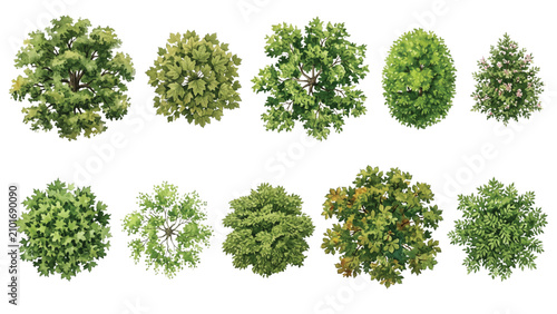 Top View Landscape Architecture Tree Crown Collection with Boulevard and Park Trees, Varied Canopy Sizes, Botanical Gouache Watercolor Vector Symbols