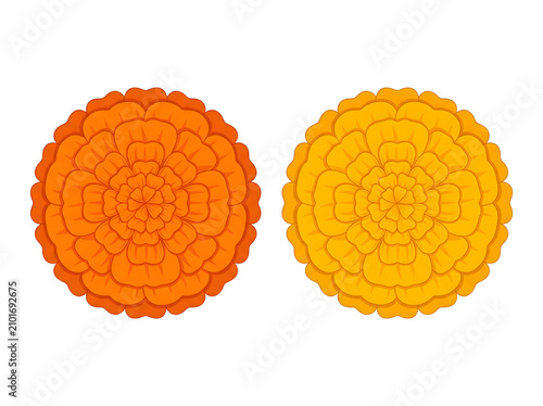 Orange and yellow marigold flowers top view flat vector isolated on white background for festive floral design
