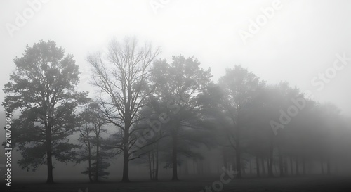 Misty Bare Trees Standing in Foggy Woodland Landscape