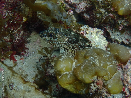 Cuadro en lienzo 岩場に擬態して潜むフサカサゴの仲間、水中マクロ撮影