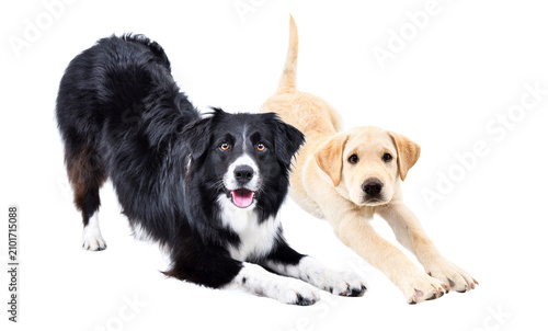Funny Border Collie dog and a Labrador puppy stretching together isolated on white background