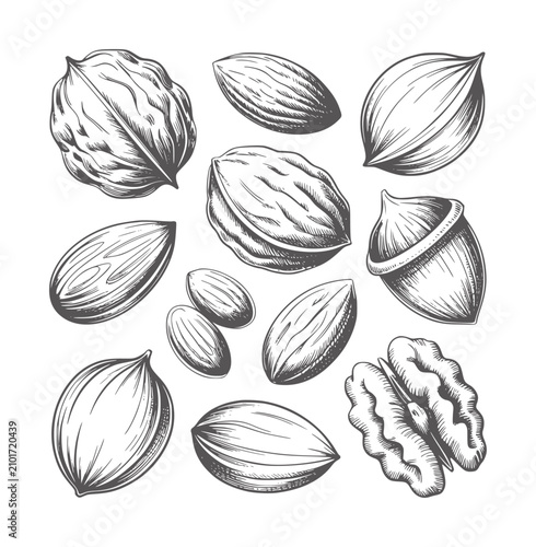 Foto Pencil of assorted nuts and an acorn white almond walnut pecan