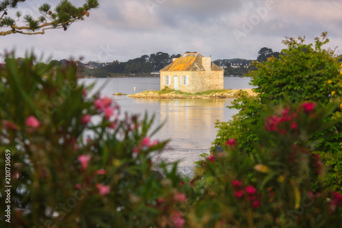 Riviere d'Etel dans le Morbihan, îlot au milieu de la riviere avec fleurs au premier plan.