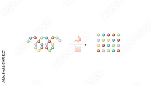 Bild auf Leinwand Protein digestion in stomach and small intestine