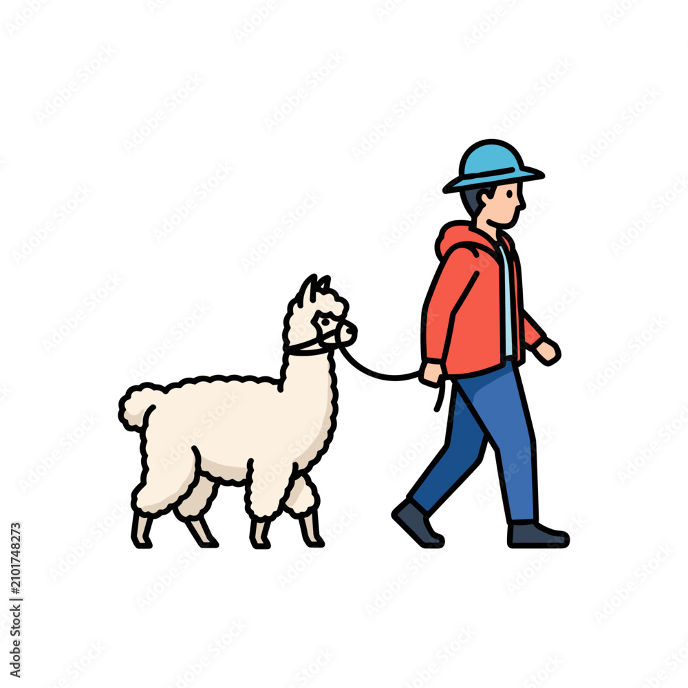 Fototapeta premium Man walking white alpaca on leash outdoors.