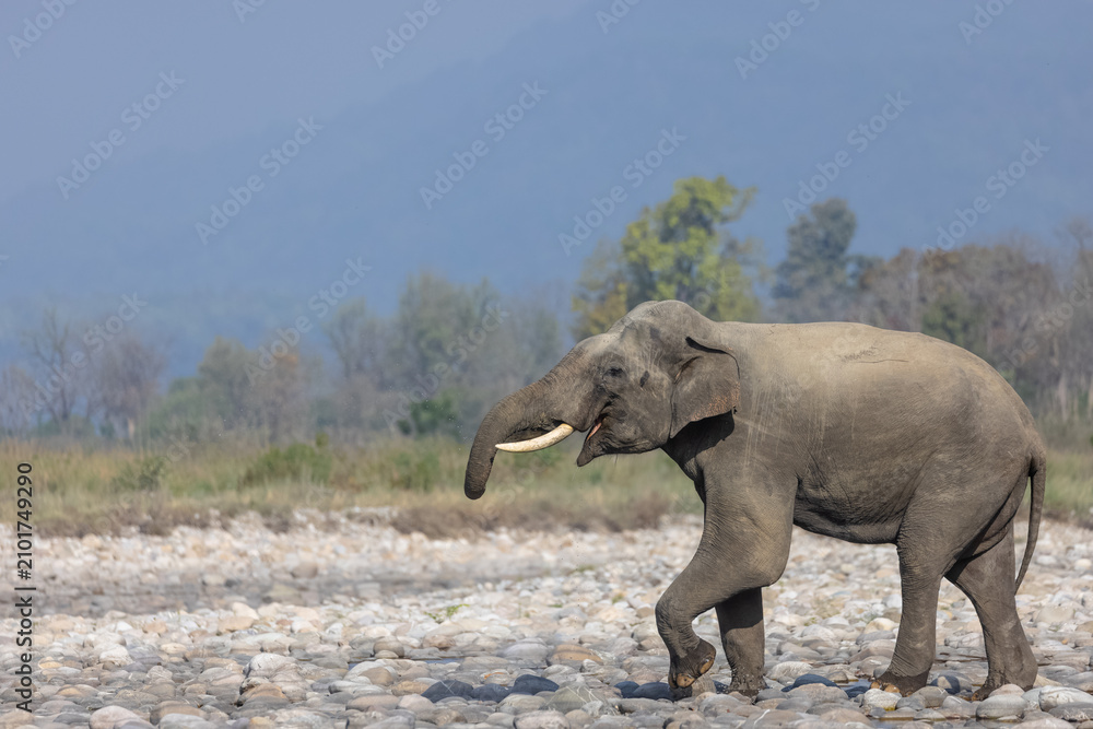 Fototapeta premium Asiatic elephant (Elephas maximus) in the forest of Corbett Tiger Reserve.