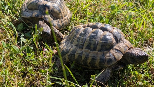 Schildkröten