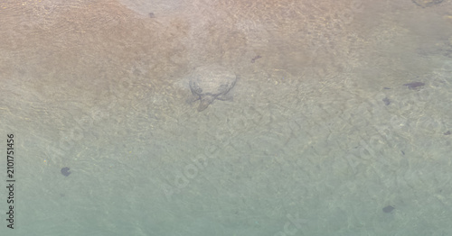 Fotografie Big turtle in ram ganga river at corbett national park.