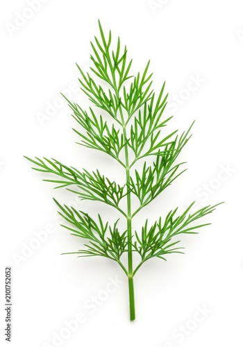 Vibrant fresh green dill weed sprig isolated against a crisp pure white background, ideal ingredient for pickling, seasoning, and culinary garnish, aromatic, food, ingredient