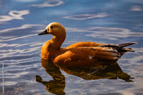 Photography A shelduck on the water