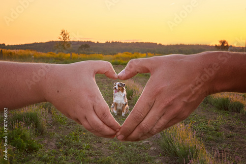  An Australian Shepherd (Aussie) dog framed by human hands forming a heart shape in a field at sunset. Warm golden hour concept of pet love, care and devotion, ideal for commercial ads and banners.
