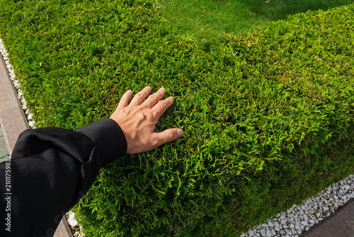 A man's hand touches a trimmed bush in a garden or park. A male farmer runs his hand over the bushes
