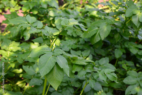 Potato Plant Growing in Garden close up
