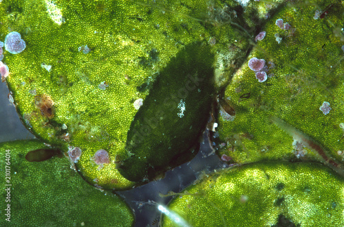 Cuadro en lienzo Algae Mimicry: Extreme close-up of the Bosellia mimetica sea slug, showcasing it