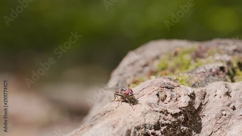 Macro shoot of fly sitting on tree trunk 