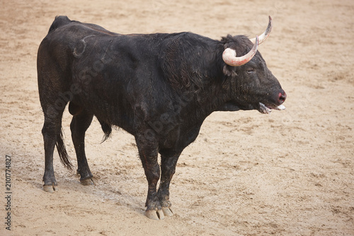 Картината върху платно Black fighting bull in the arena. Bullring. Toro bravo. Spain
