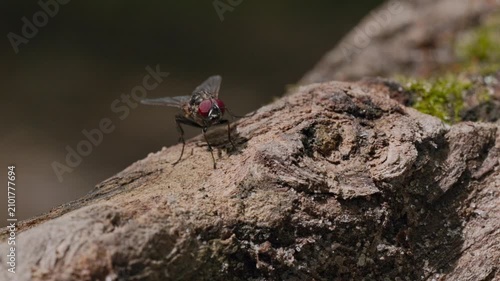 Macro shoot of fly sitting on bark of tree