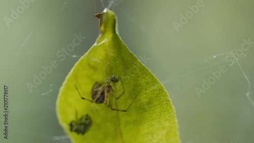 Macro shoot of spider on web on leaf 