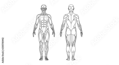 Anatomical Diagram of Human Muscular System, Anterior and Posterior Views