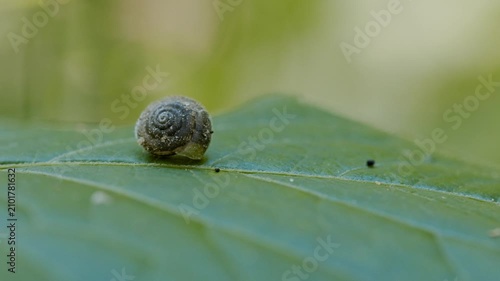Macro shoot of snail shell on leaf 