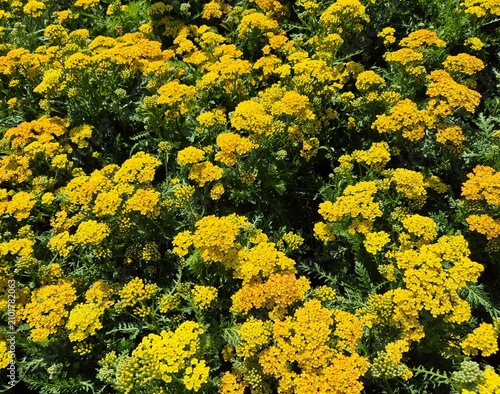 Achillea millefolium (Schafgarbe / Yarrow)
