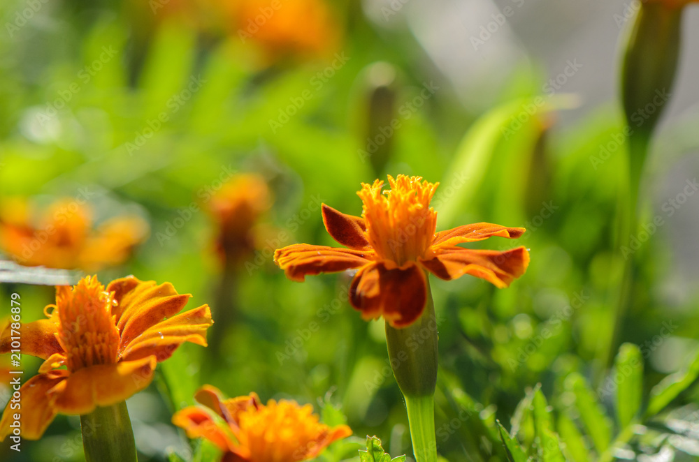Fototapeta premium close-up of vibrant marigold flowers blooming in a lush garden setting with bright green leaves and orange petals, creating a cheerful and natural scene for editorial and educational use.