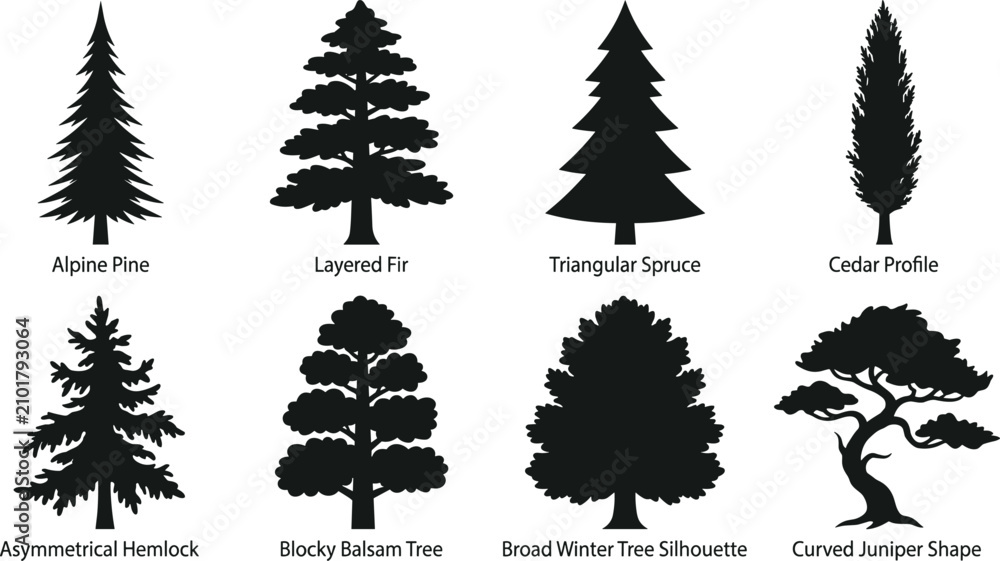 Obraz premium Conifer and evergreen tree silhouettes set including pine fir spruce cedar hemlock balsam and juniper shapes