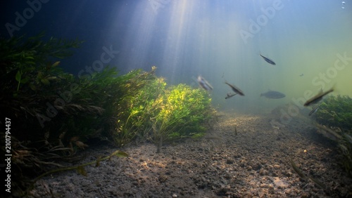 Wide underwater shot of Chalk stream with sun beams and river weeds and fish