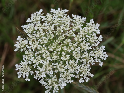 White Queen Anne's Lace Wildflower in Bloom