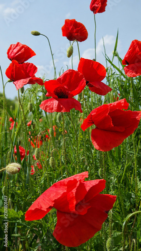 Beautiful Red Poppy Flowers Against Blue Sky