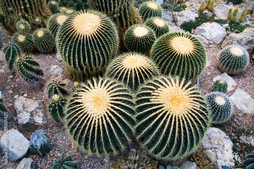 Foto Echinocactus (Latin: Echinocactus) is a Georgian Texan, or Hedgehog cactus with beautiful spines in the form of a ball