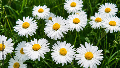Fresh White Daisy Flowers in Lush Green Grass