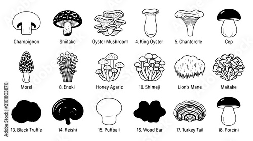 Cuadro en lienzo Large Flat Mushroom Vector Set Porcini Chanterelle Shiitake Oyster Enoki Isolate