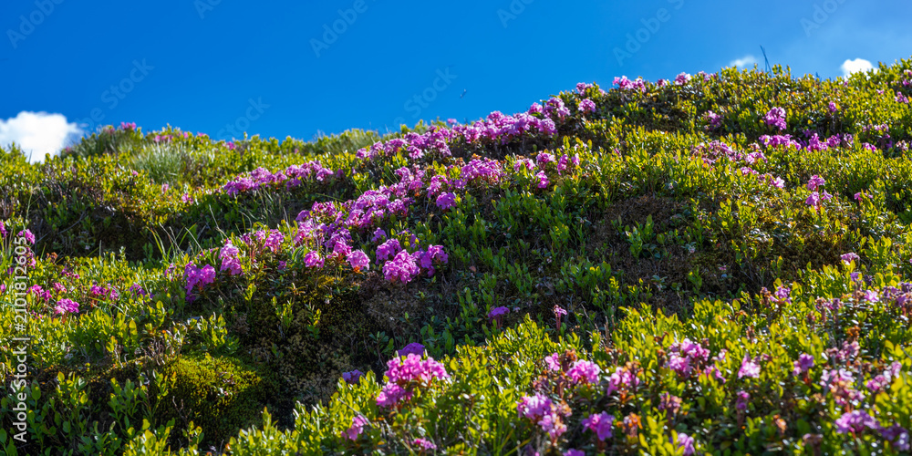 Obraz premium Close view of sunlit alpine meadow with dense pink blossoms for floral background and nature wallpaper
