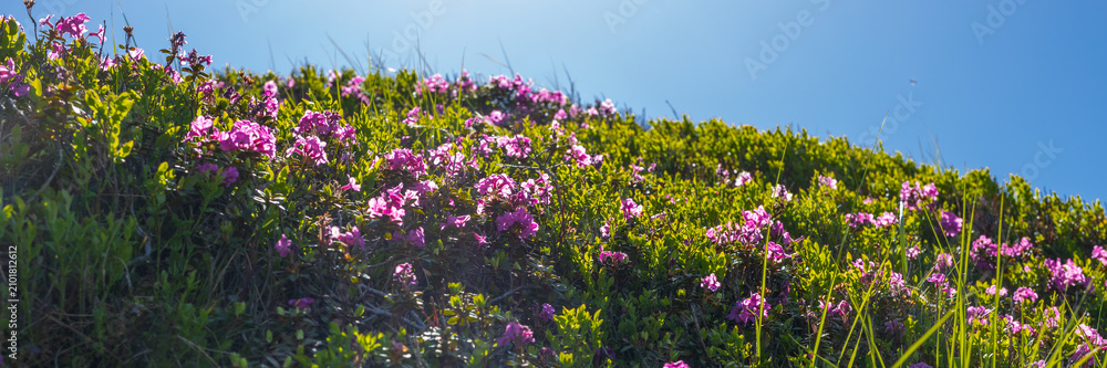 Obraz premium Panoramic sunlit hill with scattered pink wildflowers and green vegetation for spring nature background and panoramic wallpaper