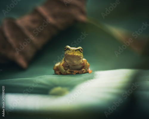 Cuadro en lienzo Close up photo of a frog's face