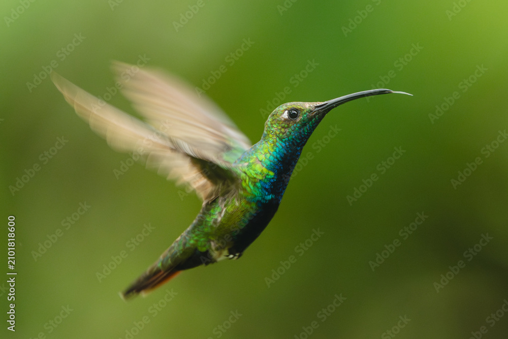 Obraz premium Black-throated mango hovers against green bokeh background