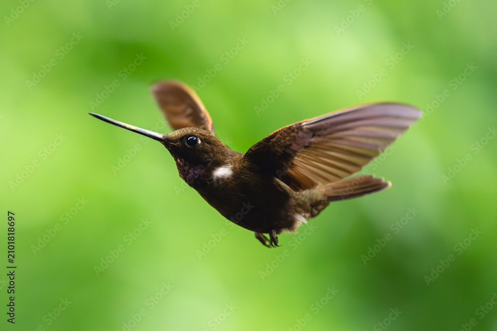 Obraz premium Brown inca flying against green bokeh background