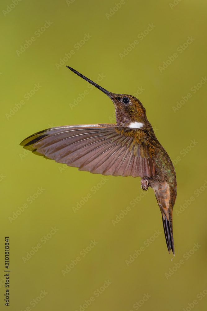 Obraz premium Brown inca flutters against green bokeh background