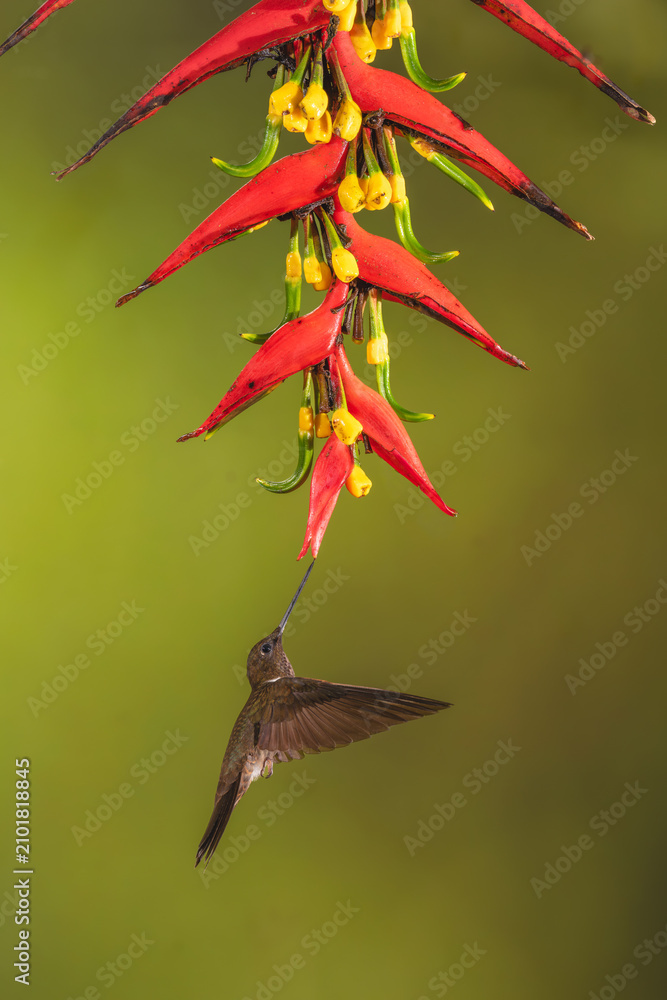 Obraz premium Brown inca hovers drinking under heliconia flower