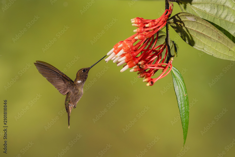 Obraz premium Brown inca hovers drinking from red-and-white flowers
