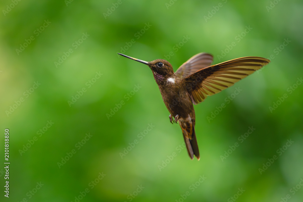 Obraz premium Brown inca hovers against green bokeh background