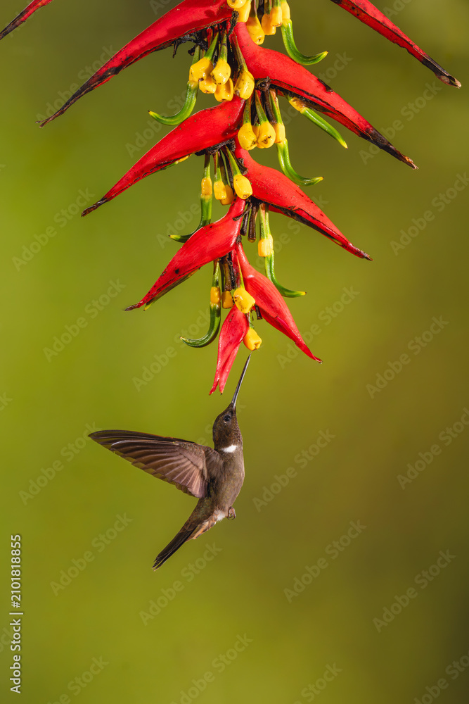 Obraz premium Brown inca lifts wings below heliconia flower