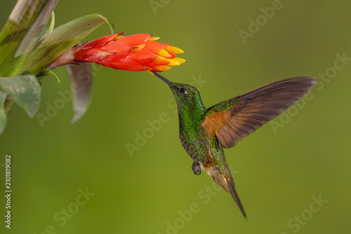 Tableau sur toile Buff-tailed coronet drinks hovering under red-and-yellow flower