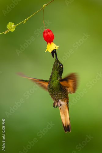 Buff-tailed coronet flaps wings drinking under flower